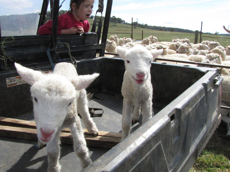 Spring lambs