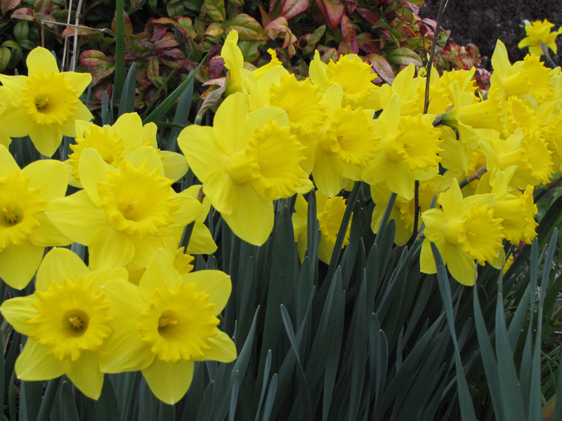 Daffodil Farm