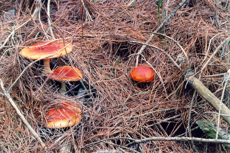 Mushrooming